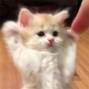 Ảnh đại diện người dùng Trần Hữu Phúc